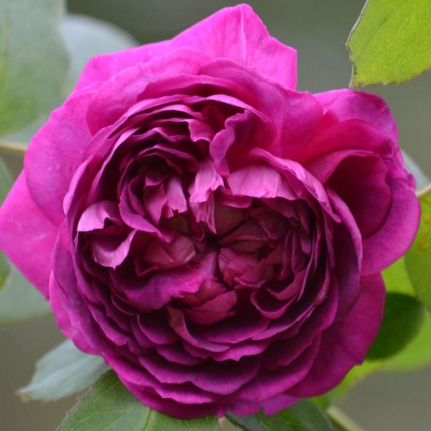 Rosier-ancien-Reine-des-Violettes-71282-1 - Trandafiri