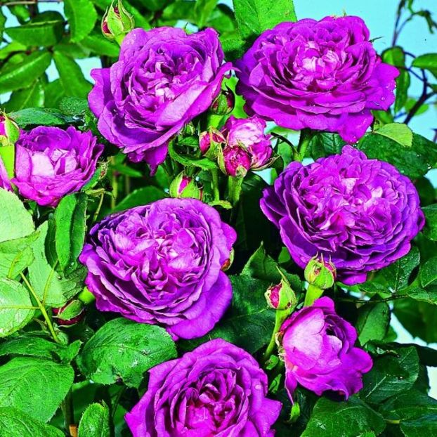 rosier-reine-des-violettes - Trandafiri
