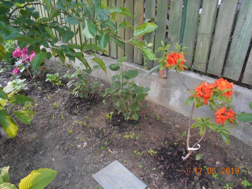  - 2Azalee-rhododendroni-hortensii-hoste 2019