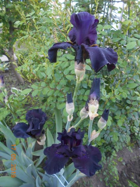Old Black Magic - 2Irisi 2019