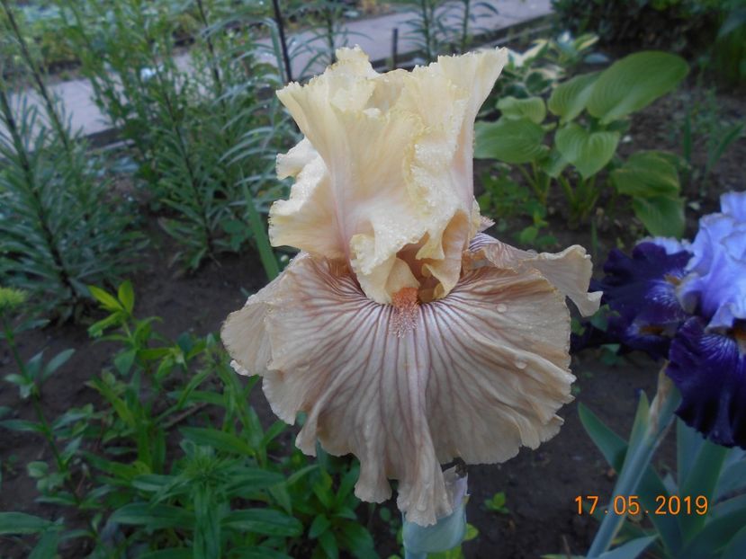 Just Crazy - 2Irisi 2019