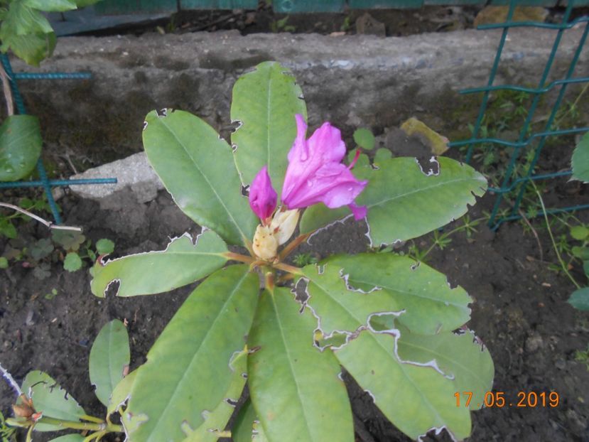 Rontzaitul face flori dupa 3 ani - 2Azalee-rhododendroni-hortensii-hoste 2019