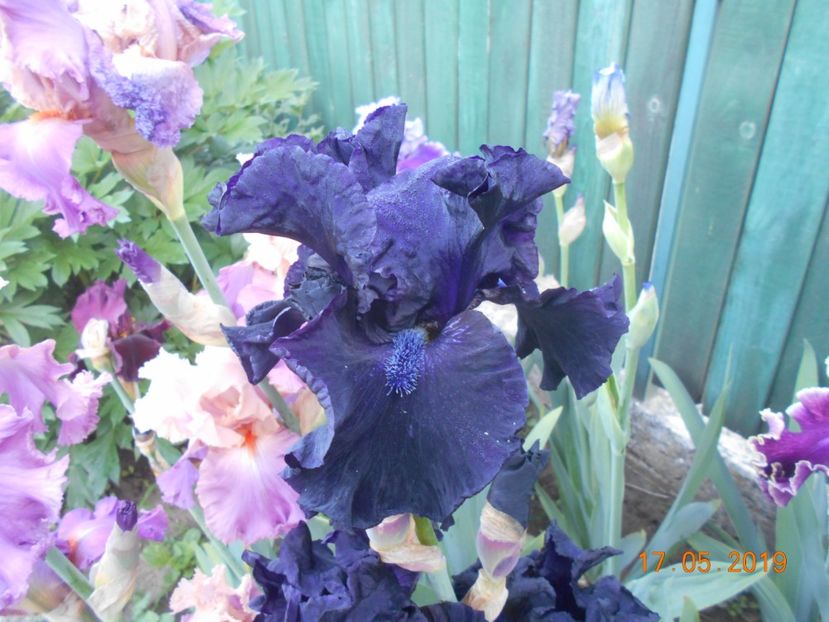 Obsidian - 2Irisi 2019