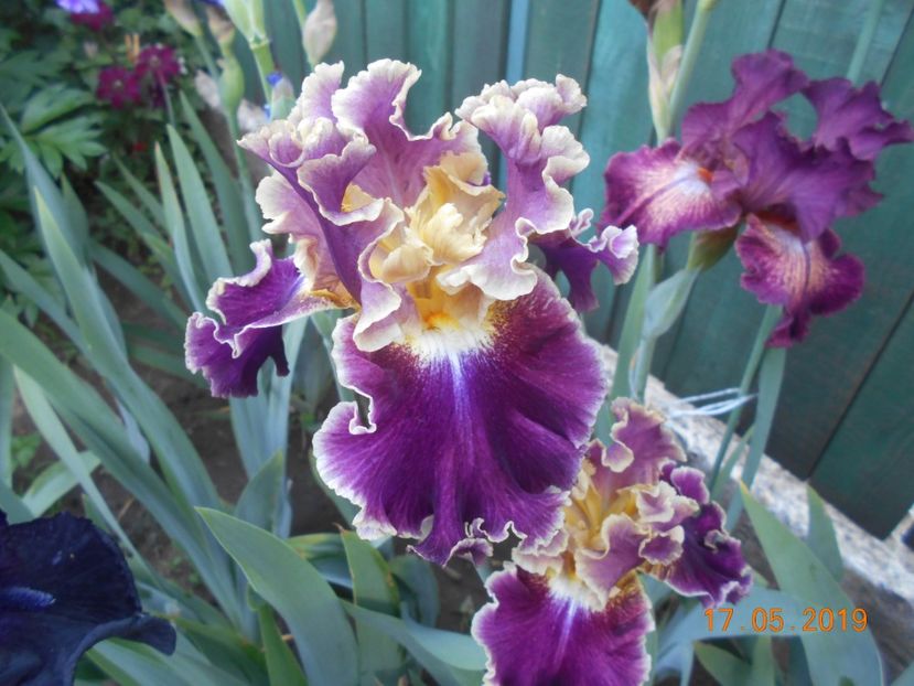 Montmartre - 2Irisi 2019