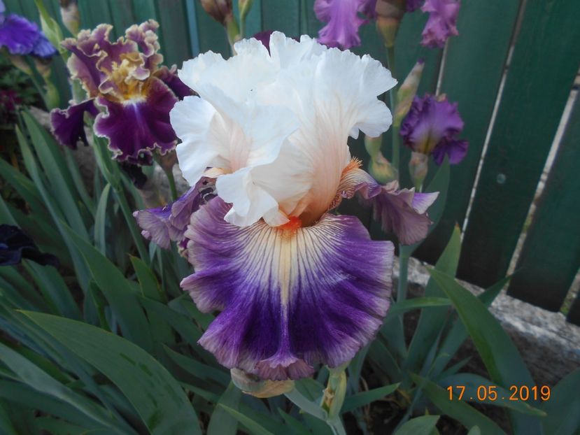 Pop Idol - 2Irisi 2019