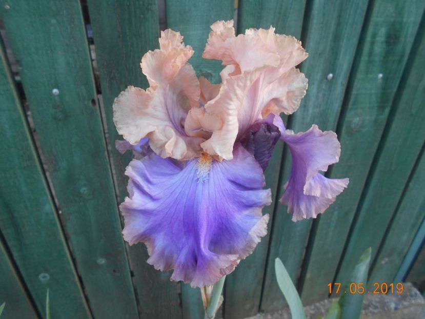 Florentine Silk - 2Irisi 2019