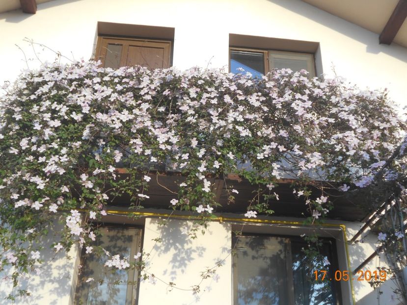  - 2Clematite 2019