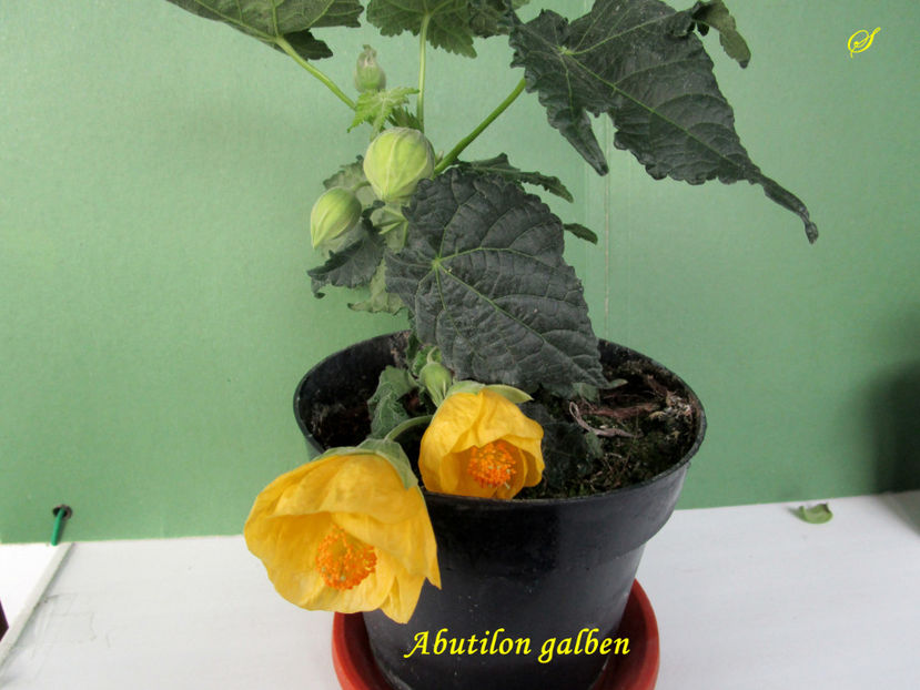 Abutilon galben(17-05-2019) - Abutiloni 2019