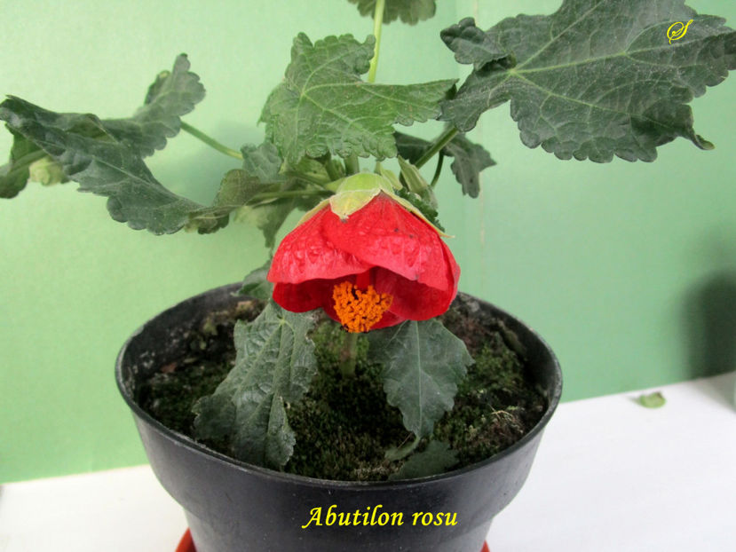 Abutilon rosu(17-05-2019) - Abutiloni 2019