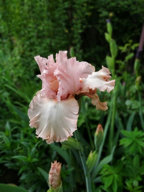 For lovers only - Irisi 2019- 2020