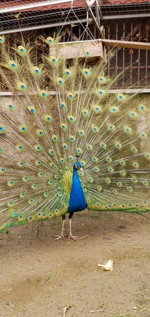  - A-2-Pauni umar negru