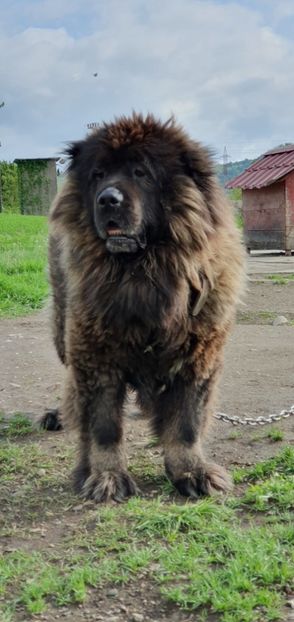  - C-Ciobanesc Caucazian-Bebe