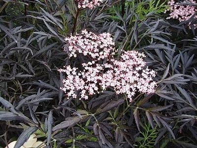 soc-cu-frunze-rosii-sambucus-nigra-black-tower - TT Frumuseti din rondul din fata blocului