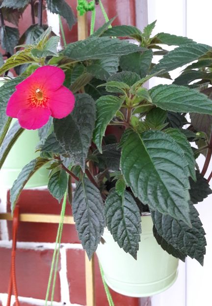 Ice Tea - 10 Achimenes 2019