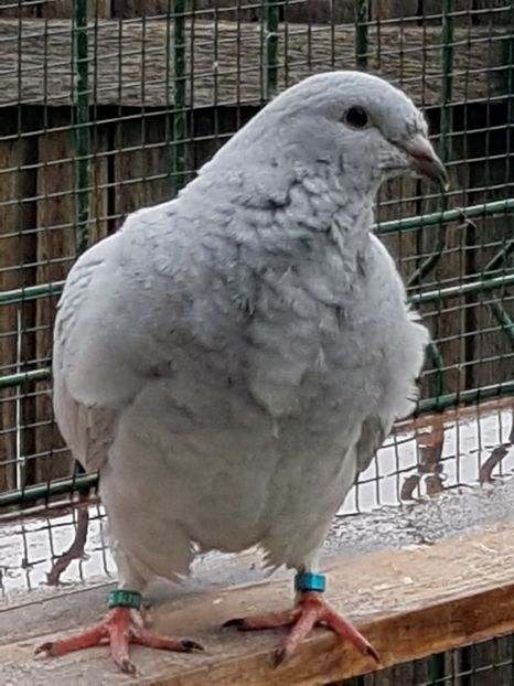  - 0-VRdF-TINERET-2019