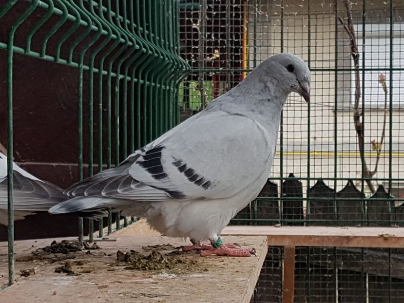  - 0-VRdF-TINERET-2019