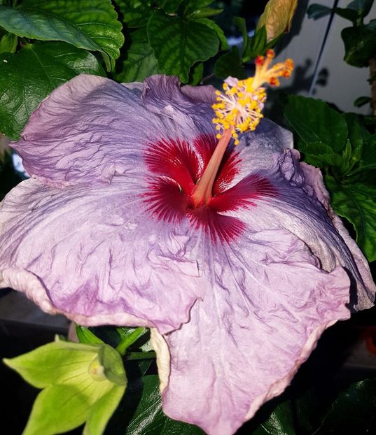  - Hibiscus Petra