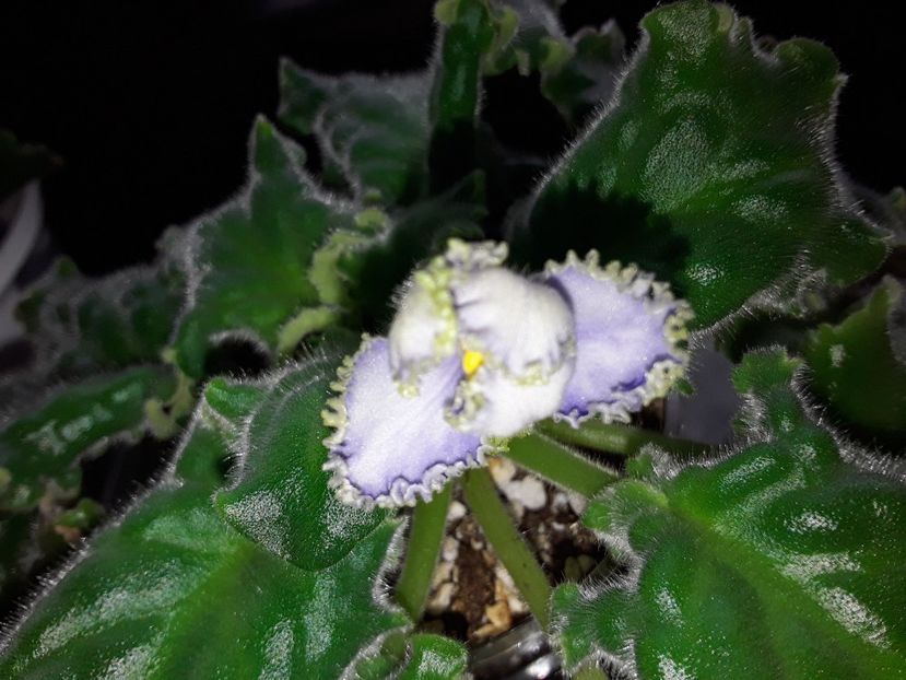  - Reigning Beauty sport