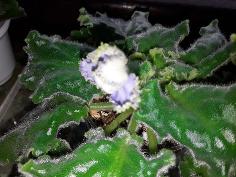  - Reigning Beauty sport