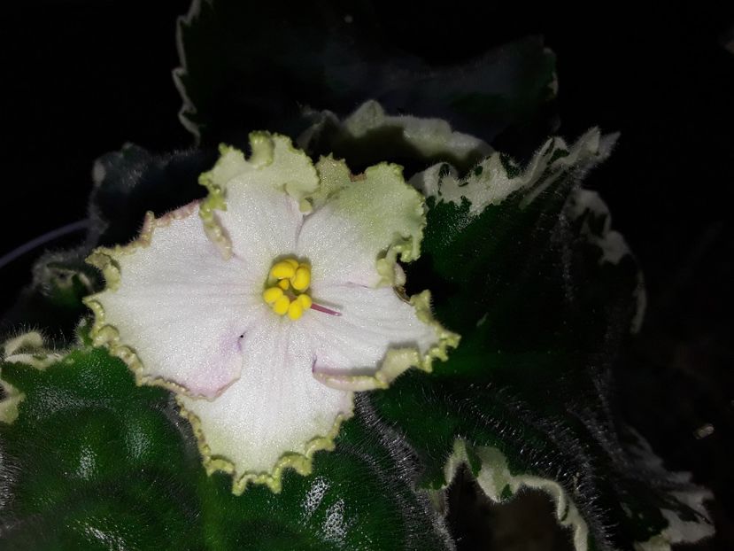  - Buckeye Irish Lace