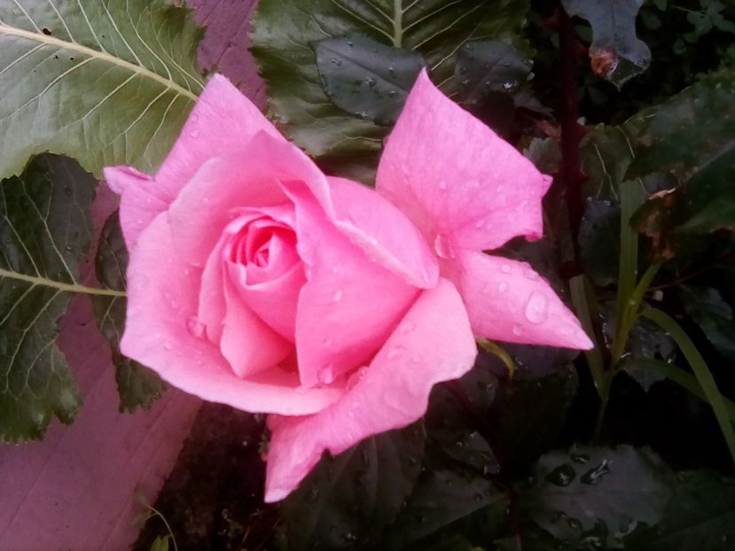  - Frumuseti la casa parinteasca