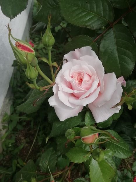 2019-17.05 - Rose de Tolbiac