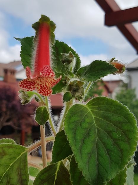 Kohleria Bibbi-de obicei, cea mai harnica - Kohleria