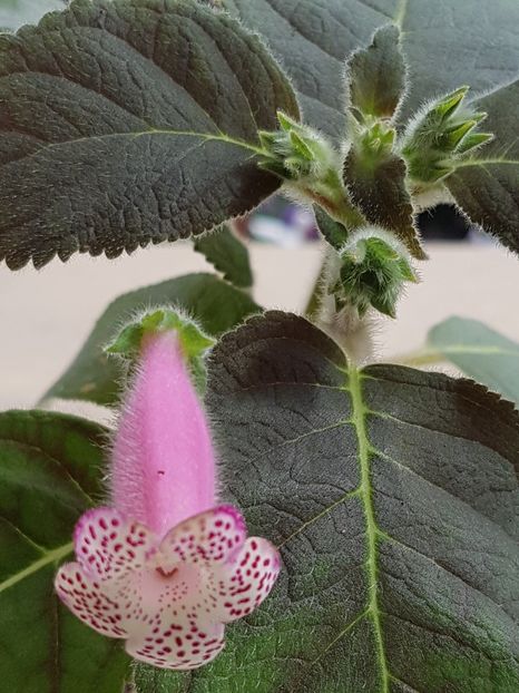 Hcy's Jardin de Monet-vine cu prima floricica - Kohleria