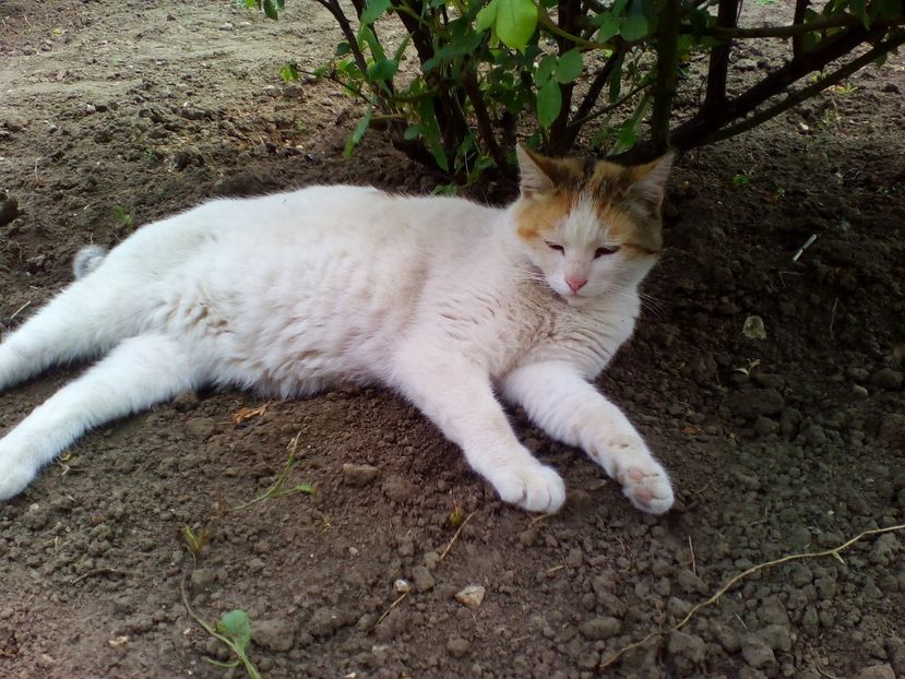  - curtea cu toate cele 2019