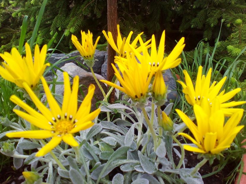  - curtea cu toate cele 2019