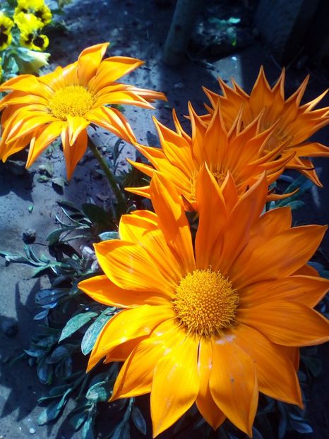  - curtea cu toate cele 2019