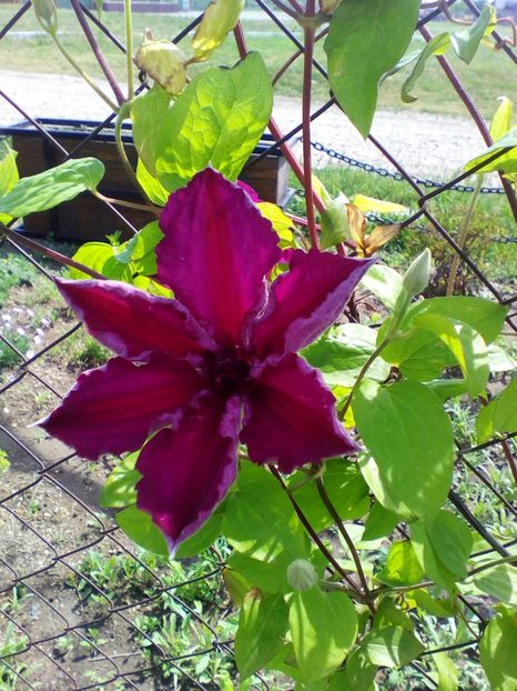  - curtea cu toate cele 2019