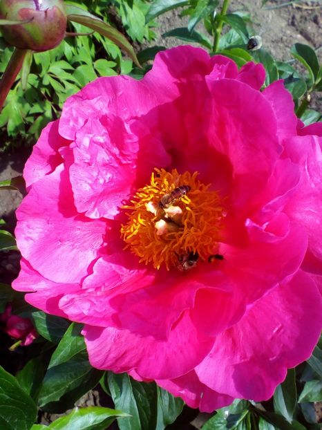  - curtea cu toate cele 2019