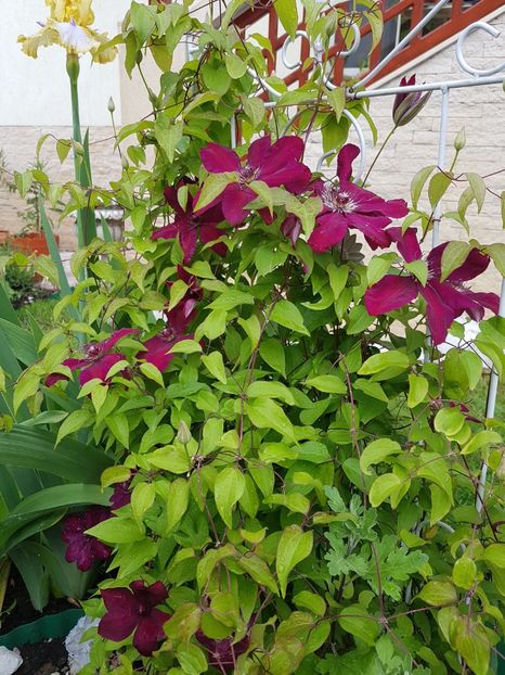 Clematita Westerplatte - Mai 2019