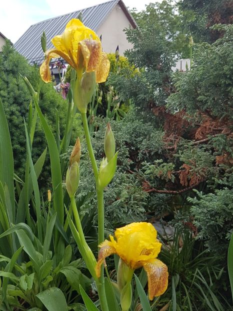 Neidentificat N2 - Mai 2019