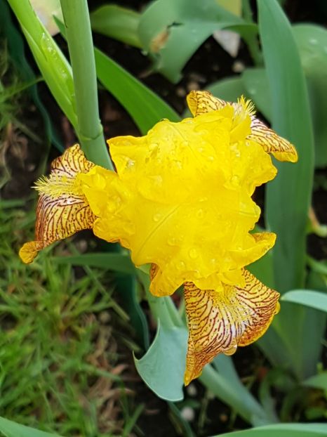 N2 - Mai 2019