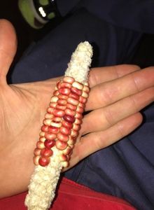 copiata - SEMINTE PORUMB INDIAN -