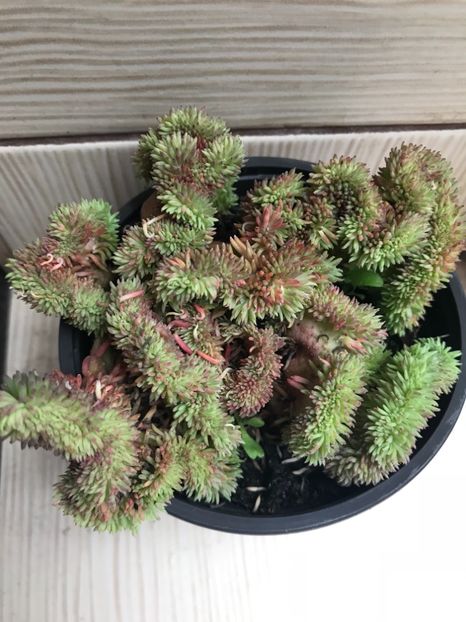 Sedum Rupestre “Wayne’s Brain” - Suculente