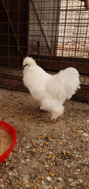  - Gaini matase japoneza