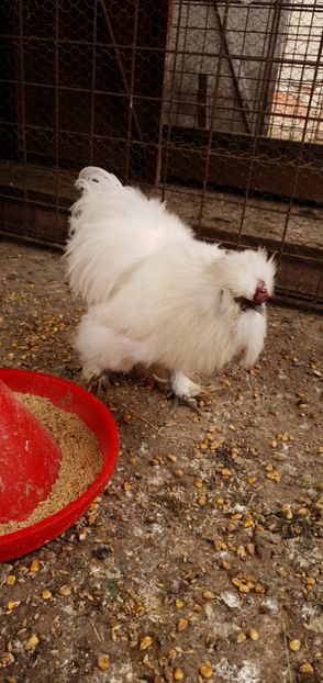  - Gaini matase japoneza