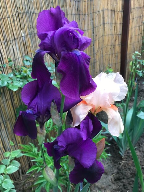 Titan’s Glory - Irisi