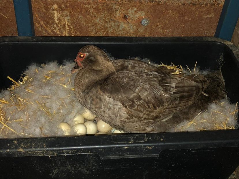 La job. - 0001 rate lesesti matca 2019 lot 1