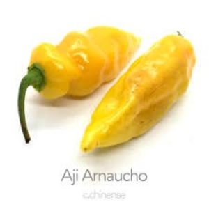 copiata - Z SEMINTE ARDEI IUTE - AJI ARNAUCHO - CHINENSE - NIC