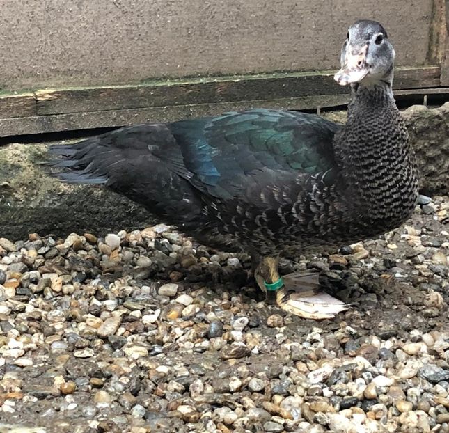 Frumoasa - Bomboane asortate 2019