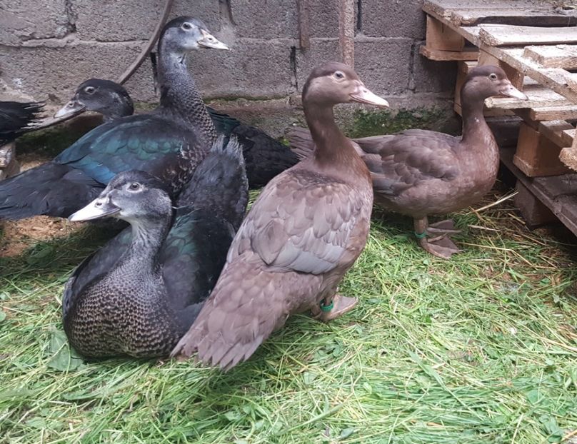 Tineret in varsta de 60 zile - Bomboane asortate 2019