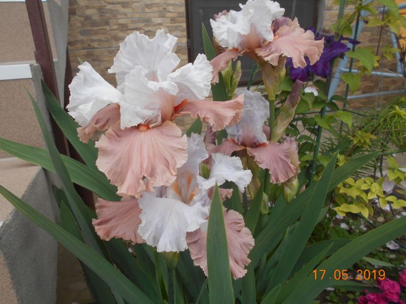 I'm Dreaming - 2Irisi 2019