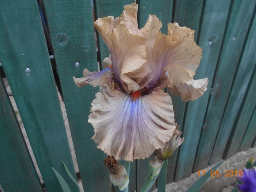 Coffe Trader - 2Irisi 2019