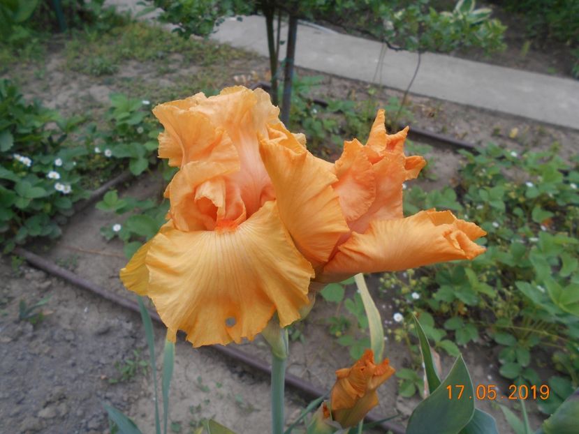 Good Show - 2Irisi 2019