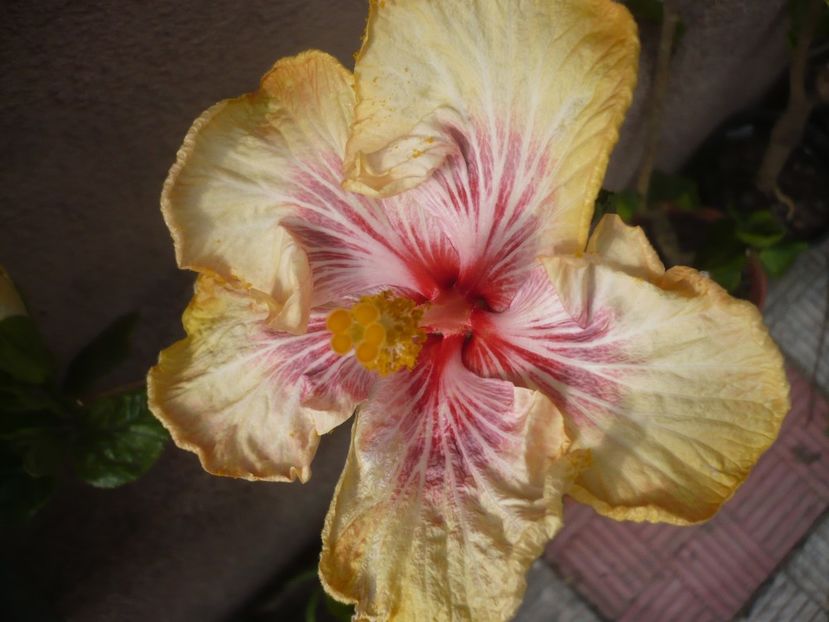 17.05.2019 - HIBISCUSI 2019-1