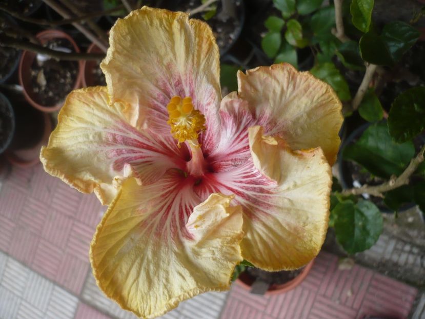 P1410207 - HIBISCUSI 2019-1